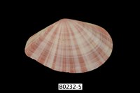 藏品(日光櫻蛤)的圖片